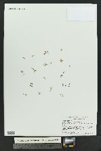Lemna trisulca image