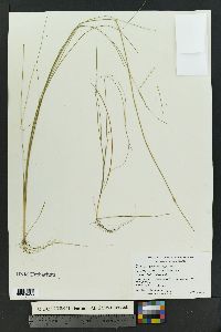 Schoenoplectus subterminalis image