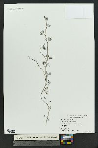 Ranunculus aquatilis image