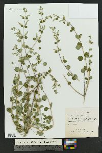 Aloysia wrightii image