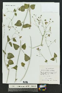 Commicarpus scandens image