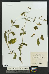 Silene latifolia image