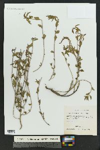 Acalypha phleoides image