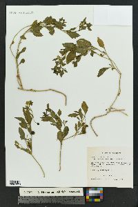 Physalis subulata var. neomexicana image