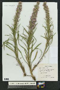 Liatris punctata image