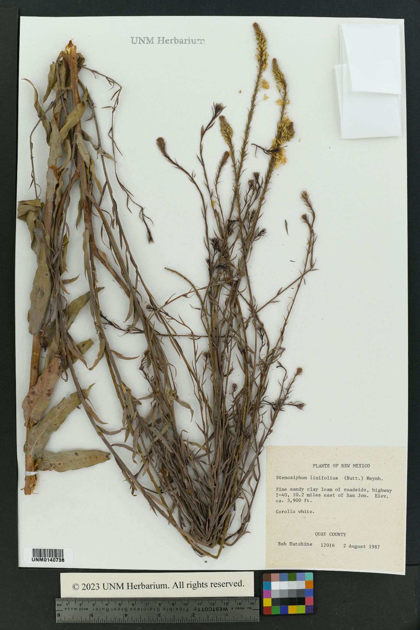 Stenosiphon linifolius image