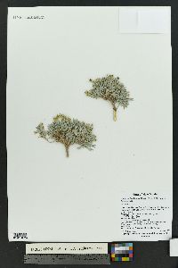 Physaria fendleri image