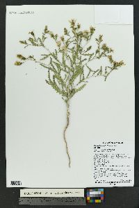 Mentzelia humilis image