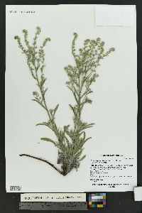 Oreocarya suffruticosa image