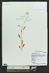 Thelypodium wrightii image
