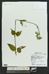 Mirabilis nyctaginea image