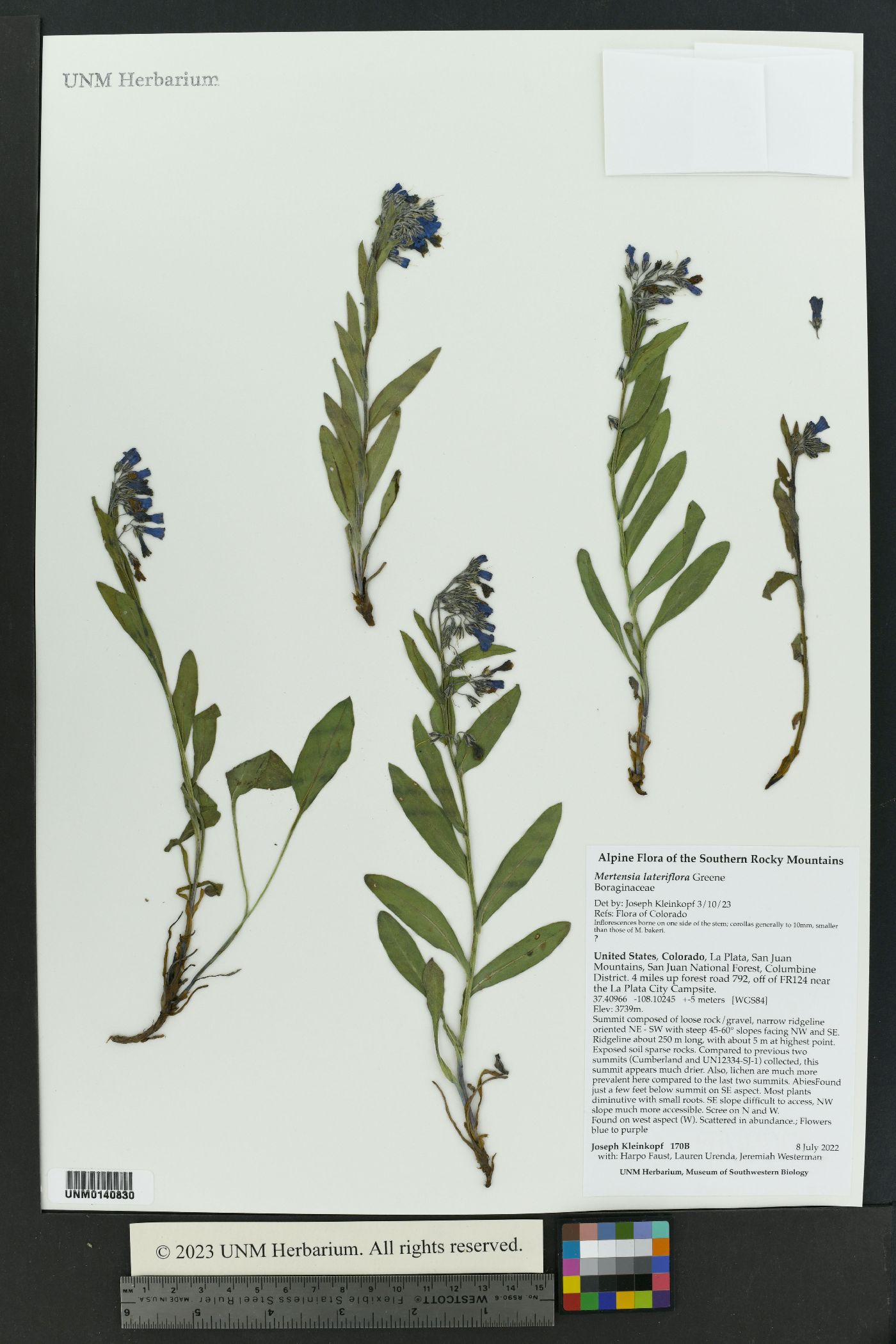 Mertensia lateriflora image