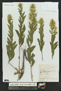 Solidago wrightii image