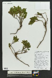 Vaccinium scoparium image