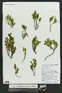 Vaccinium scoparium image