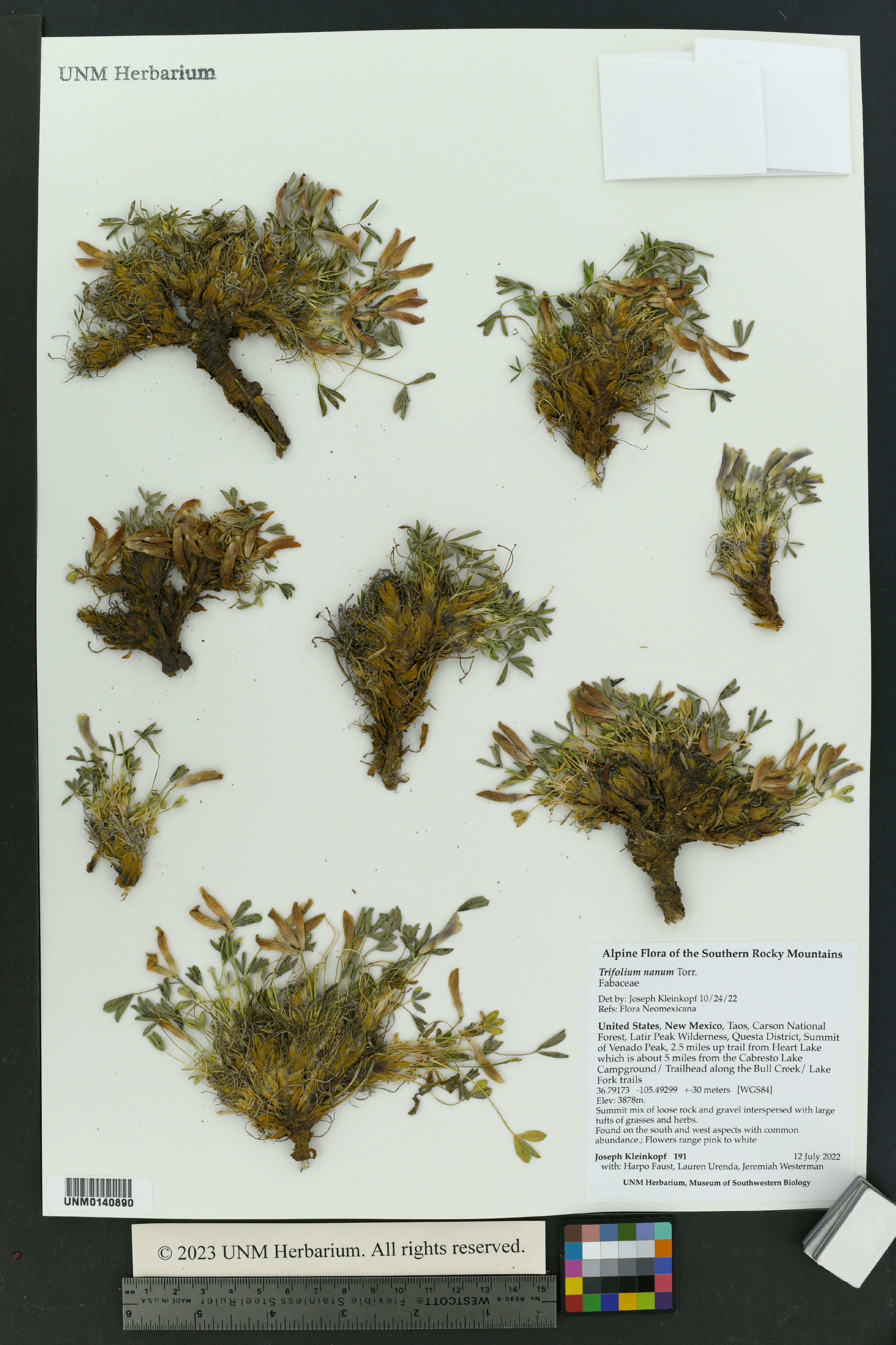 Trifolium nanum image