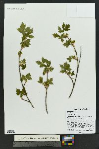 Acer glabrum image