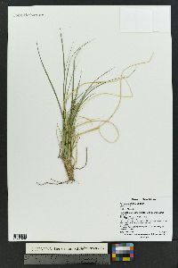 Carex geophila image