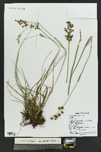 Juncus ensifolius var. montanus image