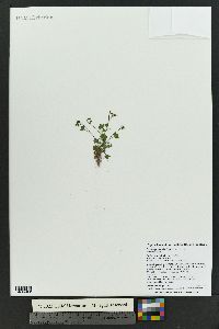 Saxifraga rivularis image