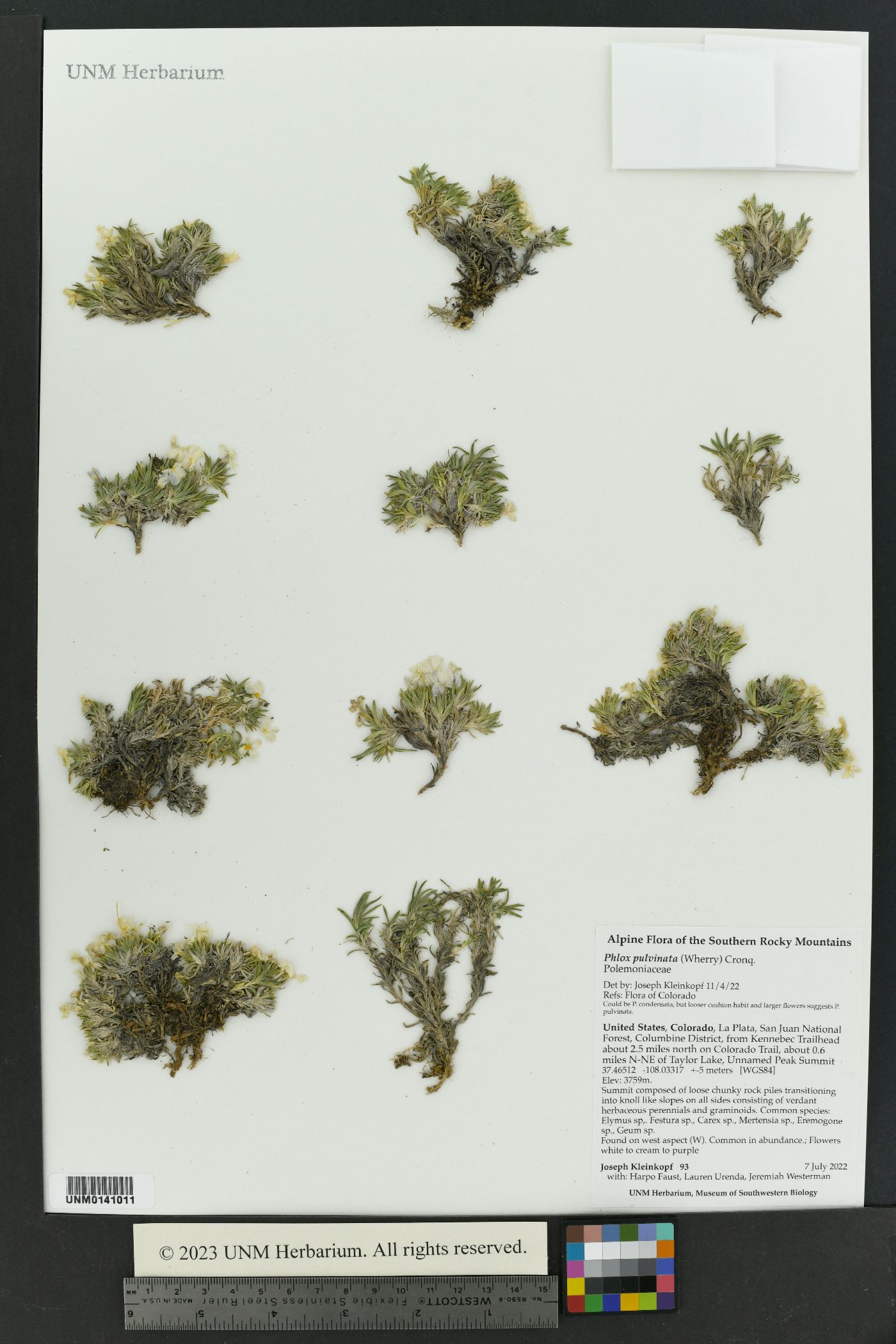 Phlox pulvinata image
