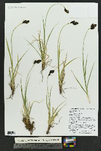 Carex chalciolepis image