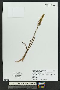 Spiranthes magnicamporum image