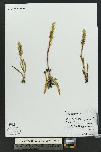 Spiranthes romanzoffiana image