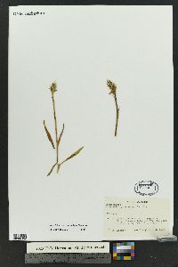 Spiranthes romanzoffiana image