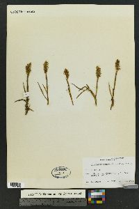 Spiranthes romanzoffiana image