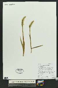 Spiranthes romanzoffiana image