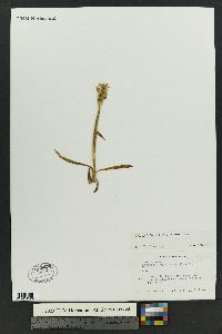 Spiranthes romanzoffiana image