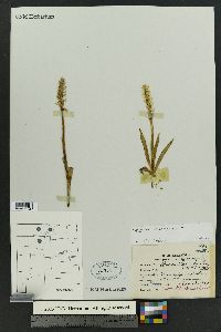 Spiranthes romanzoffiana image