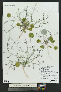 Eriogonum rotundifolium image