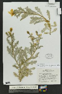 Argemone corymbosa subsp. arenicola image