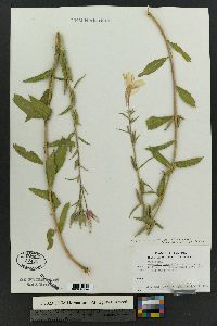 Oenothera elata subsp. hirsutissima image