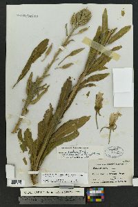 Oenothera elata subsp. hirsutissima image