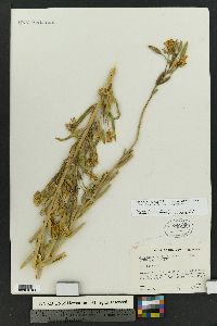 Oenothera elata subsp. hirsutissima image