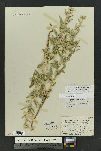 Sphaeralcea hastulata image