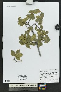 Quercus x undulata image