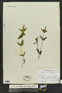 Gentianella amarella image