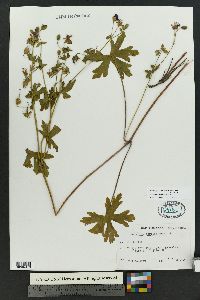 Geranium caespitosum image