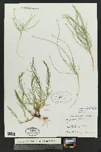 Linum aristatum image