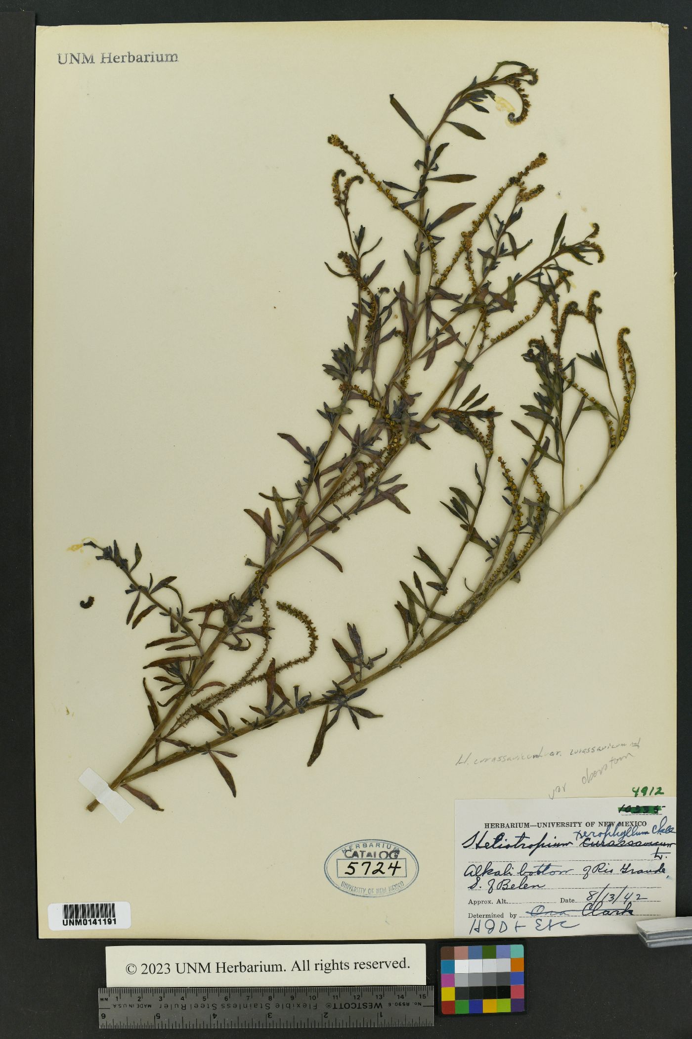 Heliotropium curassavicum var. curassavicum image