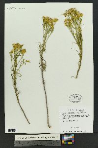 Senecio spartioides image