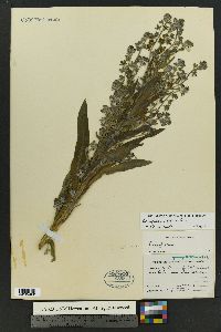 Cynoglossum officinale image