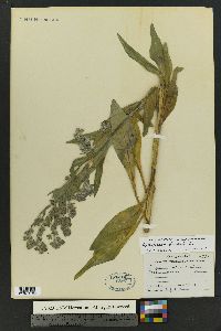 Cynoglossum officinale image