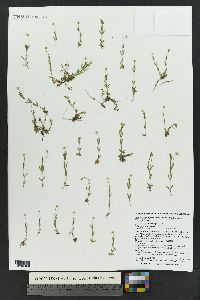 Stellaria longipes subsp. longipes image