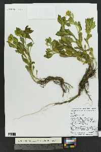 Senecio fremontii var. blitoides image