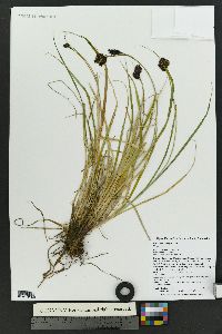 Carex chalciolepis image